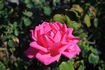 Capistrano rose photo
