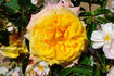 Charivari rose photo