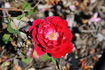 Edith Clark rose photo