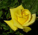 Lanvin rose photo