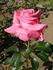 Klimentina rose photo