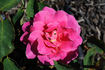 Mary Margaret McBride rose photo