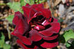 Night rose photo