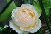 Classic Woman ™ rose photo