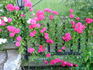 Pretty Pink ® rose photo