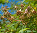 <i>Rosa giraldii</i> Crép. rose photo