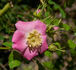<i>Rosa giraldii</i> Crép. rose photo