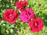 Red Hat Lady rose photo