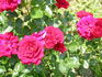 Red Hat Lady rose photo