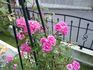 Bambino ™ rose photo