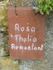 Thalia Remontant rose photo