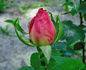 Souvenir de Madame Salati-Mongellaz rose photo