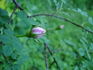 Double Pink rose photo