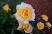 Bright Delight rose photo