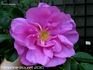 Germanica var. B rose photo