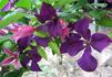 C. viticella 'Blue Belle' clematis photo