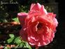 Jacques Latouche rose photo