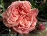Marie Ducher rose photo