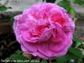 Pie IX rose photo