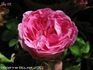 Pie IX rose photo