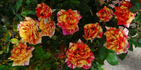 Earthquake ™ rose photo