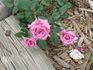 Vista ™ rose photo