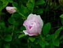Wild Pearl rose photo