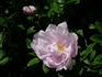 Wild Pearl rose photo