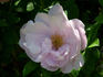 Wild Pearl rose photo