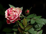 Patriot Kordana rose photo
