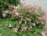 Martha's Vineyard rose photo