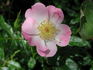 CARXLEB rose photo