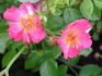 42-03-02 rose photo