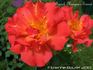 Franck Morgan's Sunset® rose photo
