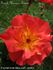Franck Morgan's Sunset® rose photo