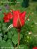 Franck Morgan's Sunset® rose photo