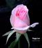 Peggy Lee rose photo