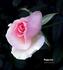 Peggy Lee rose photo