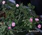 Nypels Perfection rose photo