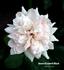 Queen Elizabeth Blush rose photo