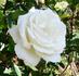 Sir Frederick Ashton rose photo