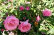 Vera Dalton rose photo