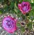 Blue Chip rose photo