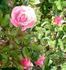 Vera Dalton rose photo
