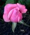 Dothan rose photo