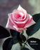 Dothan rose photo