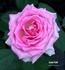 Love Call rose photo