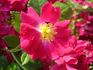 Paulette Bentall rose photo