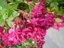 Paulette Bentall rose photo