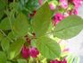 Paulette Bentall rose photo